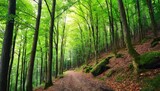 Fototapeta Dziecięca - dark green forest landscape