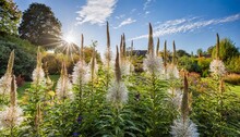 The Spiky White Summer Flowers Of Perennial Veronicastrum Virginicum Culver S Root In A Garden Setting