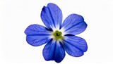 Fototapeta Motyle - forget me not victoria blue flower isolated on white