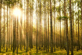 Fototapeta  - Las jesienią. Za drzewami widać wschodzące słońce. Promienie słoneczne tworzą malownicze smugi.