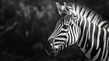 Portrait Of Zebra Named As Grevy On Dark Background With Copy Space. Conservation Of Endangered Species And Biodiversity.