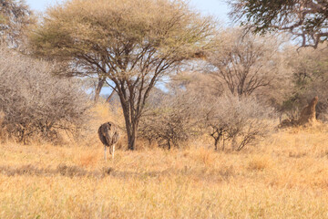 Wall Mural - Common ostrich (Struthio camelus) female in Tarangire National Park, Tanzania