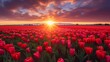 Capture the vivid colors of sunlit tulip fields during golden hour, with the warm hues of sunset enhancing the beauty of this iconic springtime scene