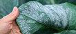 Whitefly is a pest on cabbage leaves in the garden. Selective focus.