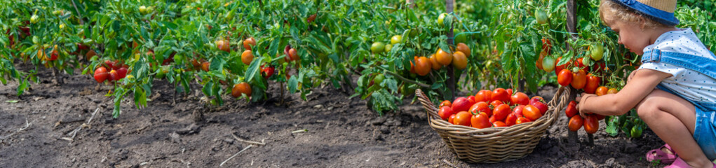 Sticker - A child is harvesting tomatoes in the garden. Selective focus.