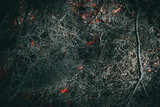Fototapeta Desenie - Spanish Moss Background