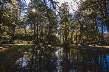 Wall Mural -  Younger Sister Water Pond the Alishan Nature Trail, adding a touch of allure to the Alishan National Scenic Areaa mountain resort and nature reserve nestled in Alishan Township