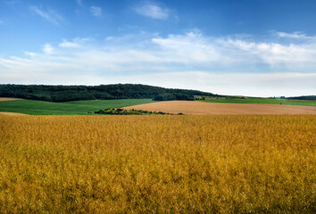 Wall Mural - agricultural scene with yellow waves of dry rape field and blue sky