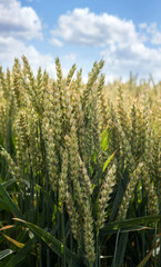 Wall Mural - an green ears of wheat ripening in cereal field at summer, blue sky with clouds