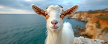 Cute Goat Sheep Been Tied Down, Background Banner For Business, Desktop Background