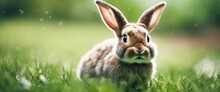 Cute Little Rabbit On Green Meadow, Animal On Nature Background