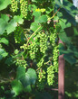 Bunches of unripe grapes