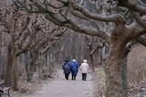 Fototapeta  - Three old women on walk along avenue of trees with bent branches in autumn day. Brzezno, Baltic Sea, Gdansk, Poland
