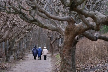 Three old women on walk along avenue of trees with bent branches in autumn day. Brzezno, Baltic Sea, Gdansk, Poland