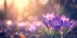 Purple crocuses in bloom with bokeh baground. Spring and beauty concept. Design for gardening, seasonal festivals flyer, invitation. Banner with copy space.