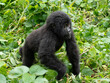 Süßes Gorilla Baby spaziert zwischen grünen Pflanzen auf den Betrachter zu