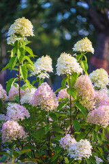 Wall Mural - Beautiful pink hydrangea paniculata or panicled in a summer garden on sunny day