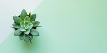 Top View Small Green Cactus Plant In Pot Isolated On Pastel Mint-green Desk Background. Space For Text. 
