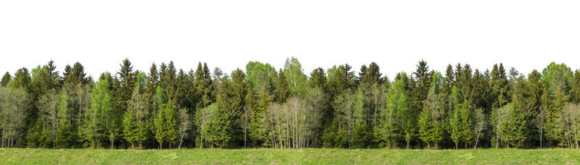 Summer green forest on the horizon with grass is isolated. The edge of a forest with deciduous and coniferous trees, natural background.  Wide size