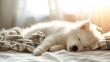 samoyed puppy, sleep relaxed on soft plaid