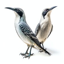 A Bali Starlings, Studio Light , Isolated On White Background