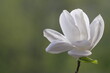A white magnolia flower opened its fragile petals.