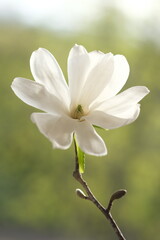 Wall Mural - White magnolia flower photographed from the front.