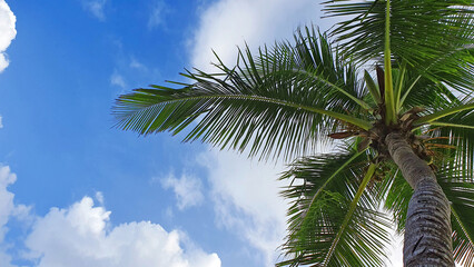 Wall Mural - tropical coconut palm tree with clear blue sky as copy space background.