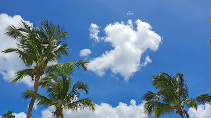 Wall Mural - tropical coconut palm trees with clear blue sky as copy space background.