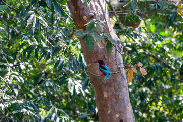 Canvas Print - White-throated kingfisher (Halcyon smyrnensis) at Udawalawe National Park, Sabaragamuwa and Uva Provinces, Sri Lanka