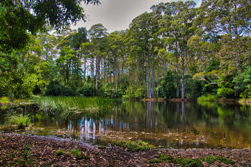 Tranquil lake in a forest with tall eucalyptus trees. Sanatorium Lake, in Macedon Regional Park, not far from Melbourne, Victoria, Australia.
