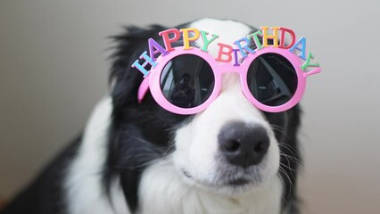 Wall Mural - Happy Birthday party concept. Funny cute puppy dog border collie wearing birthday silly eyeglasses isolated on white background. Pet dog on Birthday day. Preparation for party