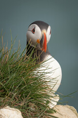 Poster - puffins on the cliff