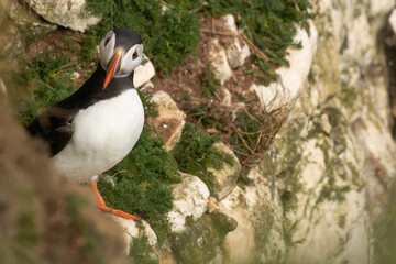 Poster - puffins on the cliff