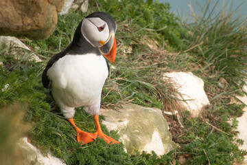 Poster - puffins on the cliff