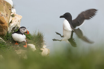 Poster - puffin being attacked 