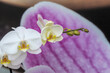 Nahaufnahme einer weißen Orchidee (Phalaenopsis) - Blüte mit Knospen vor lila Hintergrund