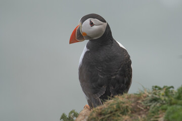 Wall Mural - puffin on the cliff