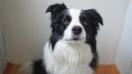 Wall Mural - Funny emotional dog. Portrait of cute smiling puppy dog border collie at home indoor. Cute dog with funny face. Pet animal life concept. Love for pets friendship companion