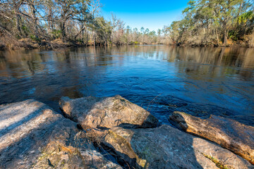 Wall Mural - Big Oak Trail after Hurricane Idalia, Suwannee River State Park, Florida