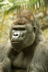 Wall Mural - gorilla portrait in nature