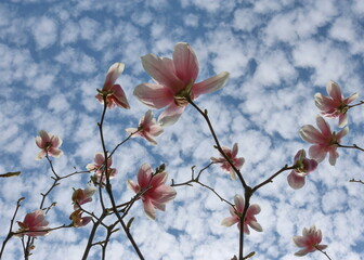 magnolia tree blooming in spring