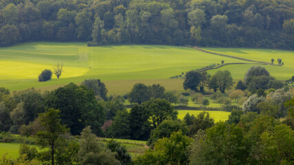 Wall Mural - Summer landscape with view of slope green grass meadow and the big tree in forest under blue sky, The terrain of hilly countryside in Zuid-Limburg, Limburg is the southern provinces of the Netherlands