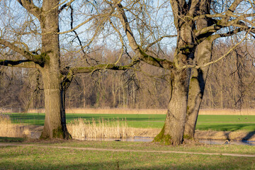 Wall Mural - Beautiful nature landscape, Green grass meadow and tree trunks along canal or creek, Bare branches of tree and forest in winter as background, Amsterdamse Bos, Amsterdam, Amstelveen, Netherlands.