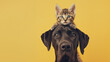 Great Dane holds a baby cat on his head. Pastel yellow background. Cat and dog together, animal friendship, taking care. Space for text.