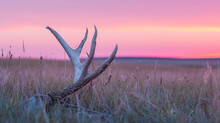 Old Deer Antler Laying In The Grass At Dusk In Gr.