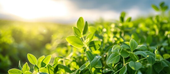 Sticker - Close-up view of vibrant young pea leaves in a field against a bright sky, with selective focus and shallow depth.