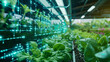 Agricultural greenhouse in hydroponic concept farming shelves and hologram effect.