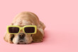 Cute Cocker Spaniel with 3D glasses on pink background
