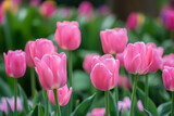 Fototapeta Tulipany - Spring tulips of the same color. Background with selective focus and copy space